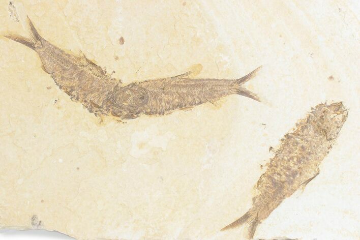 Limestone with Three Fossil Fish (Knightia) - Wyoming #361084